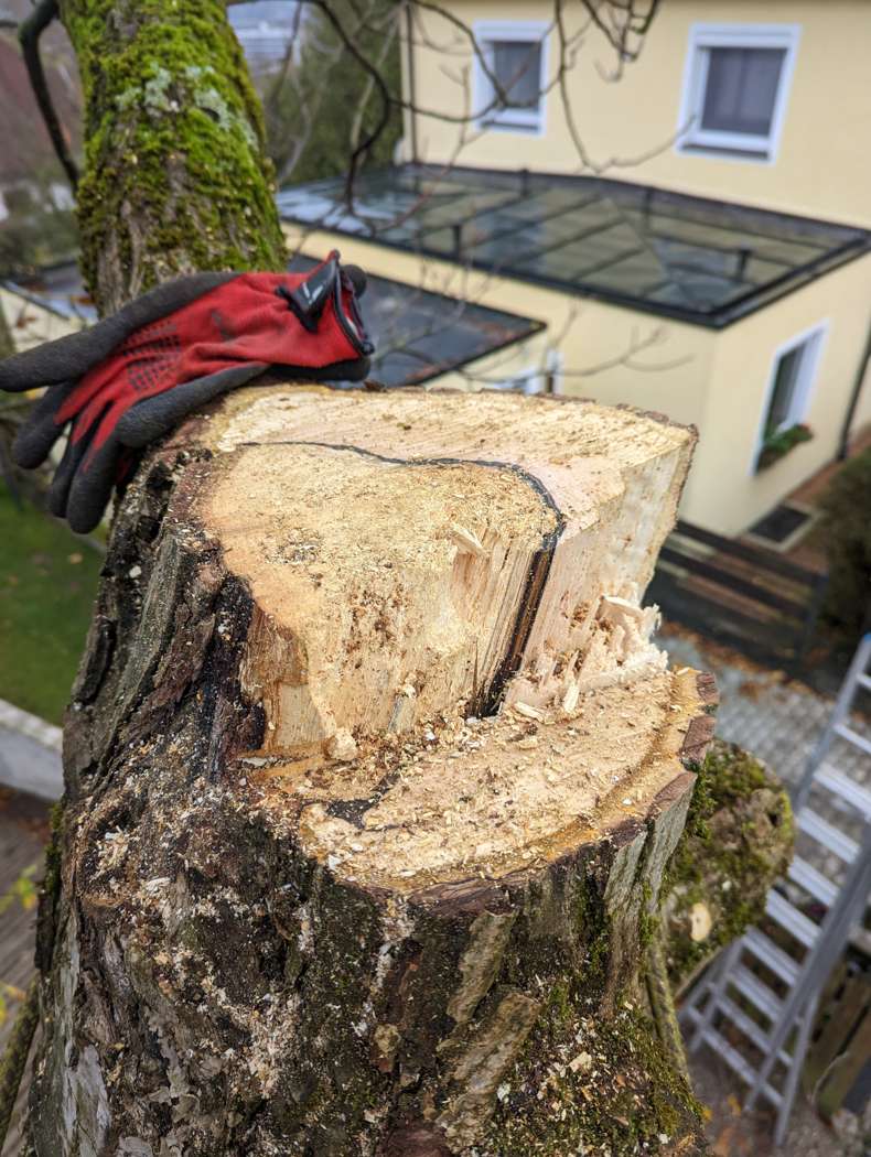 Baumdiagnose: Pilzbefall