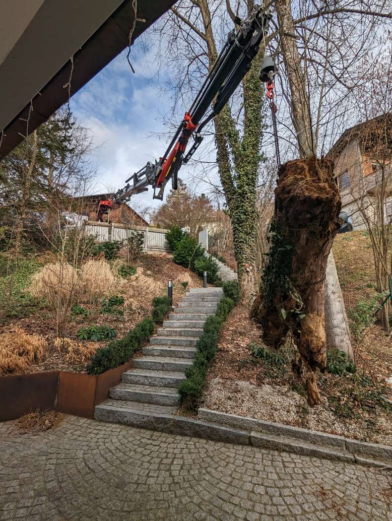 Fällung mit Kran im Garten