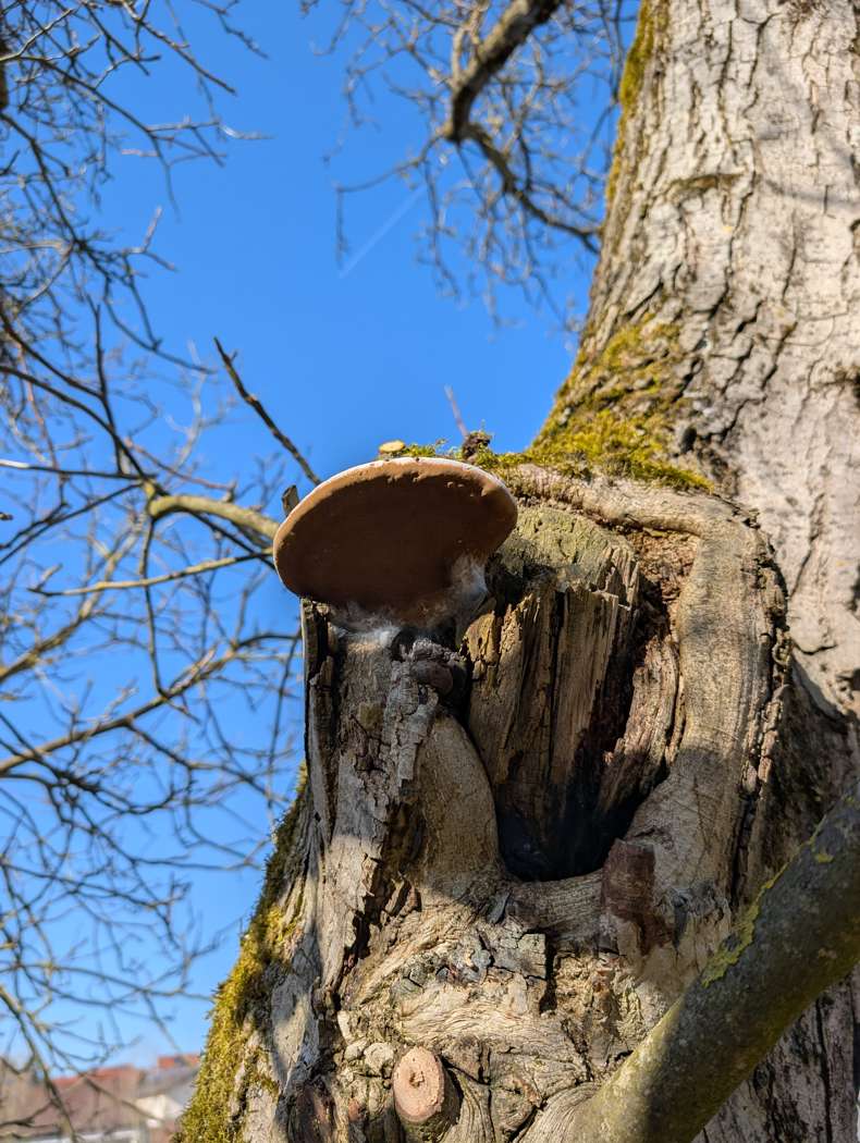 Pilzschaden am Stamm
