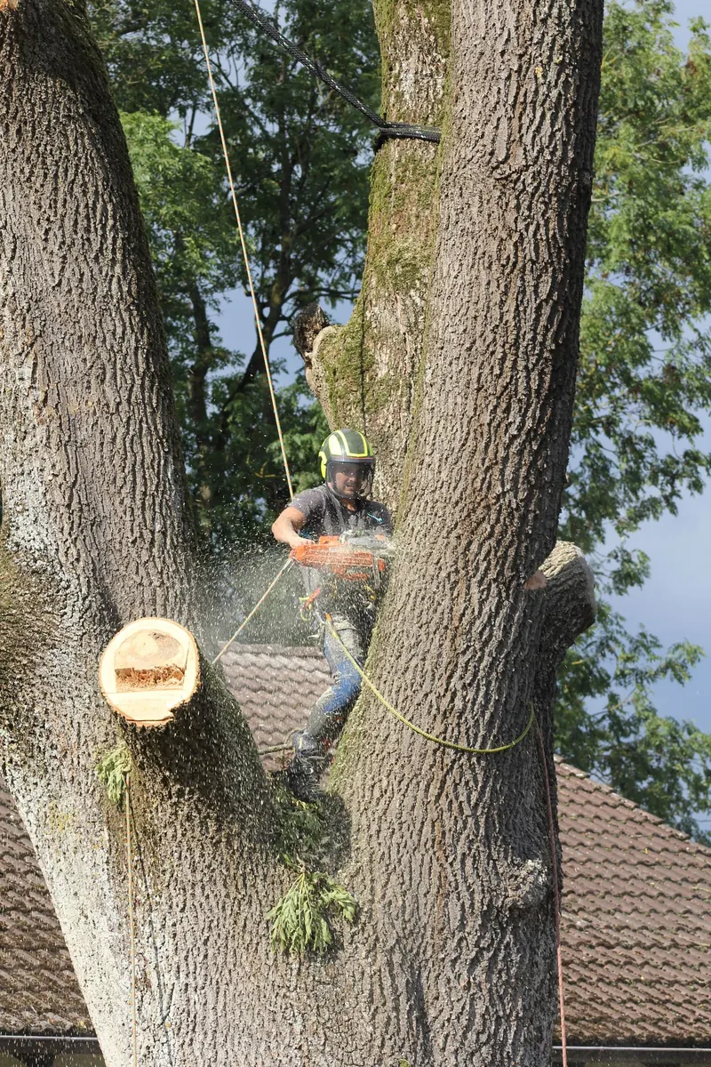 Spezialfällung Stück für Stück im Baum