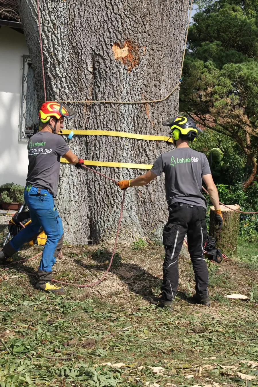Unser Team bei der Rigging-Arbeit am Baum